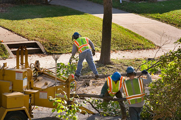 Best Tree Removal Services  in Battlefield, MO